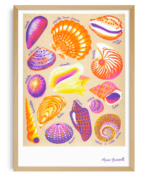 Manon Bucciarelli - Coquillages